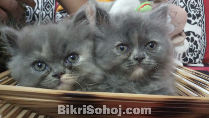 3 Persian Cats